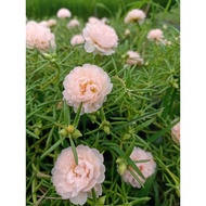 ROSE JEPUN BUNGA RJ KERATAN ROS JEPUN ROSE