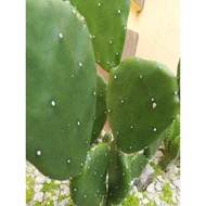 Cactus Nopal/Opuntia/Bunny ear