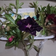 ENTRES ADENIUM BUNGA TUMPUK 10 CM