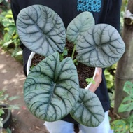 Alocasia Dragon Moon Hybrid