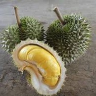 Beserah D145 (Limited Edition)