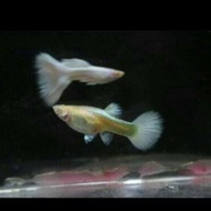 Aquarium Decoration Guppy Albino Full Platinum Guppy AFP White Decorative Aquarium Decoration Male F