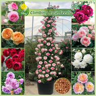 เม็ดพันธุ์ กุหลาบเลื้อย บรรจุ 100 เมล็ด Climbing Rose Seed บอนสี เมล็ดบอนสี ปีนกุหลาบ ต้นไม้มงคล บอน