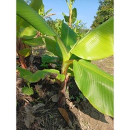 Anak Benih Pokok Pisang Emas ready stok ditanam secara organic