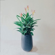 限量款 天堂鳥蕉 小水磨盆