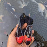 Burayak Mas Koki Oranda Panda Trikolor Berkualitas