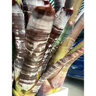 bromeliad aechmea Chantinii DeLeon X Wine Cellar