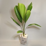 圓葉浦葵 | 紫邊黑葉魔芋 | 紅水晶花燭hybrid | 極品滿銀銅鑼燒花燭 | 小豆樹 | 雲母蔓綠絨錦 | 迷彩粗肋草 | 奢華花燭 | 綠鵝絨海芋