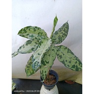 Sindo - Aglaonema Pictum Bicolor Live Plant Z1RBDVL0VL