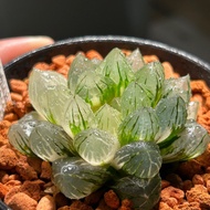 #244 紫王 玉露錦 十二卷 多肉 雨林 室內植物 仙人球 塊根 龍舌蘭 花燭 海芋 潮流植物SRL