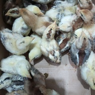 xux. Ecer Bibit Anak Ayam DOC KUB Kampung Unggul Eceran
