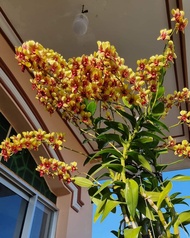 Hoa lan denro vàng tia