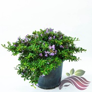 [Bonsai] Desmodium Unifoliatum - Vietnamese Bluebell 越南凌珊 蓝铃草 by LS group