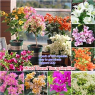 50PCS Mixed Dwarf Bougainvillea Flower for Planting Flower Seed Balcony Decoration Home Garden Decor