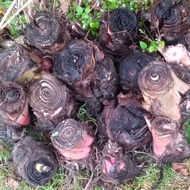 Anak sulur pokok pisang berangan