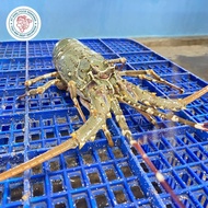 100%BERKUALITAS LOBSTER LAUT HIDUP 1Kg (Isi 5-6 Ekor) Medium Lobster