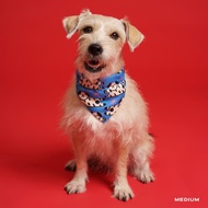 Furry Friends Dog Collar - Liunic on Things