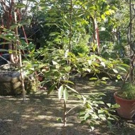 [售]橫式肉桂樹/移植袋裝-現場挑選與報價
