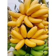 Anak Pokok Pisang Kapas