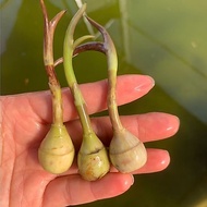 Hot-selling Quick Shipment [Japanese Double-Petaled Ibaraki Mushroom Hydroponics] Fish Tank Turtle T