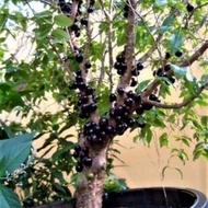 READYSTOCK++ ANAK POKOK ANGGUR BRAZIL + POKOK ANGGUR + BUAH ANGGUR + TANAMAN HIASAN