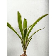 bromeliad neoregelia Bossa Nova