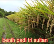 benih padi unggul tri sultan 5kg