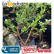 Bibit Tanaman Pohon Santigi Stigi Bahan Bonsai Promoâ¨
