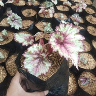 tanaman hias begonia rex jari