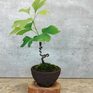 柴燒素粗陶-銀杏 植物 盆栽
