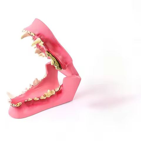 Canine Dog Jaw Anatomical Model Anatomy Veterinary Professional Dental Animal Skeleton Decomposition