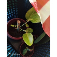 Ficus Audrey (Ficus Benghalensis) CUTTINGS ONLY(LAST STOCKS AVAIL NOW)