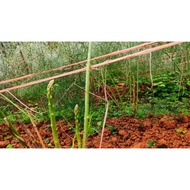 COMBO of 10 SUPER SPROUT F1 ASPARAGUS ROOTS (large roots)