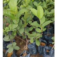 pink guava hiybrid /jambu pink