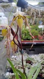 寶哥蘭園  Paph. philippinense  菲律賓拖鞋蘭