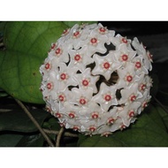 Hoya Fungii (real plant)