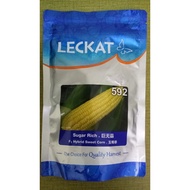 Benih Jagung Manis/Sweet Corn SUGAR RICH Leckat 592 Hibrid F1 (Repack 10gm)