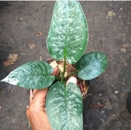 Tanaman Hias Homalomena Army SP - Scismatoglottis Motleyana