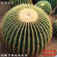 Jinhu Cactus Potted Plant Succulent Cactus Flowering Plant Green Plant Flower Office Beautify Air 11