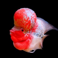 louhan srd lokal size 10 cm kecil jenong