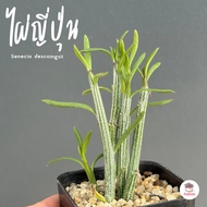 ไผ่ญี่ปุ่น Senecio descoingsii ไม้อวบน้ำ กุหลาบหิน cactus&amp;succulentหลากหลายสายพันธุ์