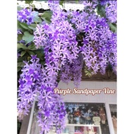 Purple Sandpaper Vine 紫藤 Anak pokok bunga ungu menjalar