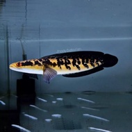 ikan channa 23-25 cm maru yellow sentarum (red eye ) chana ys (GARANSI
