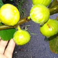 Figs ต้นมะเดื่อฝรั่ง พันธุ์ Jin Ao Fen อร่อย หวาน หอมมากๆ ต้นสมบูรณ์มาก รากแน่นๆ โตพร้อมให้ลูกแล้ว จ
