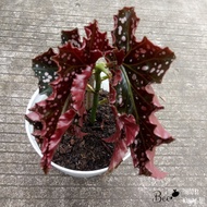 Begonia Mocca - Tanaman Hias Langka Begonia Mocca