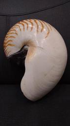 Nautilus pompilius 帝珍珠 鸚鵡螺 235mm XL repertus活化石四大名螺唐冠螺大法螺萬寶螺