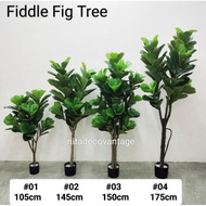 fiddle fig premium 105,145,150,175cm