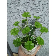 Lucky 4-leaf clover pot