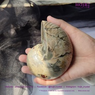 HOJB Madagascar Nautilus Ammonite Shell Feng Shui Ornament 82x103mm(650G) 聚寶軒马达加斯加斑彩鹦鹉螺(菊石)风水摆件82x10