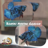 ikan cupang avatar bonsai